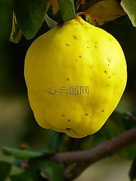 木瓜,水果,廠