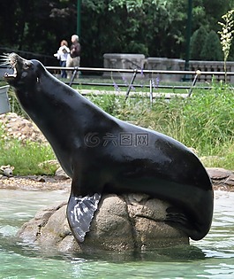 密封,動物園,海洋