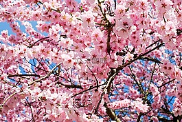 日本櫻花樹,鮮花,粉紅色