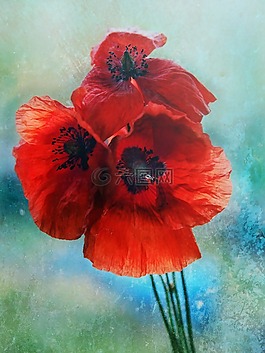 罌粟花,花,性質(zhì)