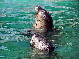 密封件,動物園,水