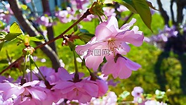 開花,春天,性質(zhì)