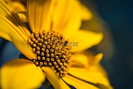 向日葵,黃色,花的