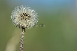 蒲公英,春天,春天的花朵