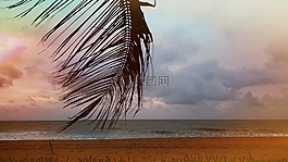 海滩,棕榈,海