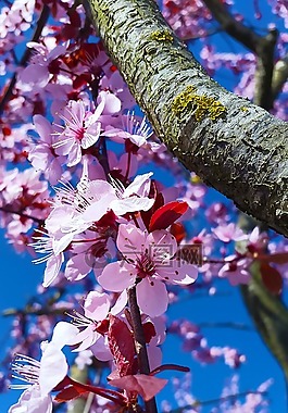 開花,春天,白