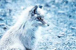 ?？怂?雪,藝術(shù)