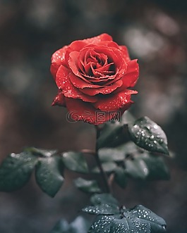 紅色,玫瑰,花