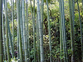 葉子,性質(zhì),廠