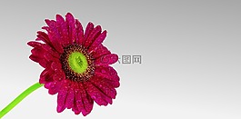 crysantheme,花,开花