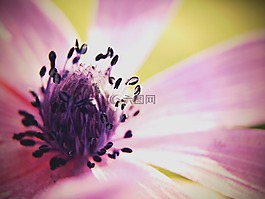花,性質(zhì),春