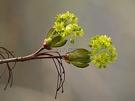 鮮花,春天,開花