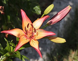 花,春,光明