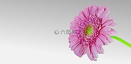 crysantheme,花,开花