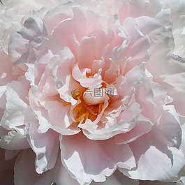 粉紅色,玫瑰,春