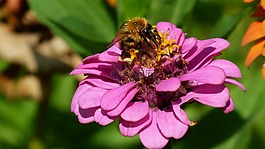 花,昆蟲,宏