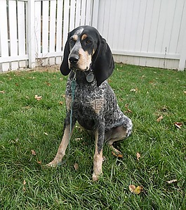 bluetick coonhound,狗,bluetick