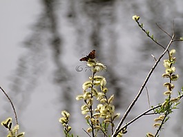 開(kāi)花,褪色柳,蝴蝶