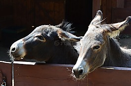 屁股,動(dòng)物,動(dòng)物園
