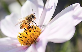 宇宙花,雛菊,蜜蜂