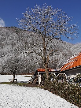 樹,雪,冬季