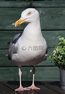 鳥,性質(zhì),動物