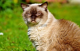 猫,品种猫,英国短毛猫