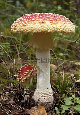 蘑菇,菌類,植物