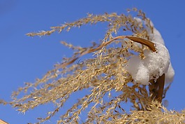冬天,雪,草