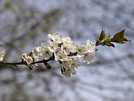 開花,春天,科