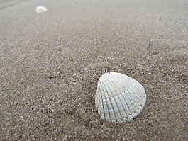 沙,外殼,海