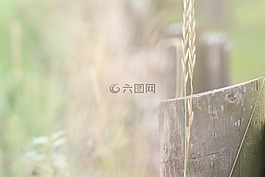 自然,景觀,格