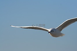 天空,鷗,鳥
