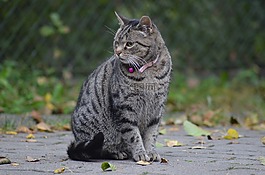 動物,貓,小貓