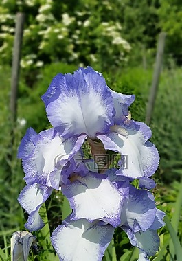 鮮花,虹膜,開花