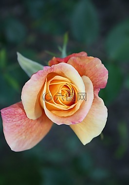 玫瑰,花,玫瑰綻放