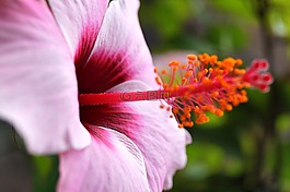 芙蓉,花,開花