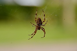 bug,數(shù)值調(diào)節(jié)鈕,web