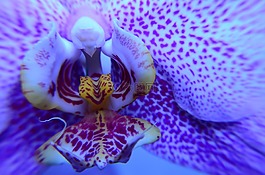 宏,花,蘭花