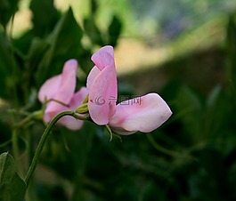甜豌豆,花,秸秆