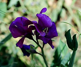 甜豌豆,花,美丽