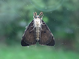 bug,蛾,玻璃