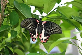蝴蝶,性質(zhì),昆蟲