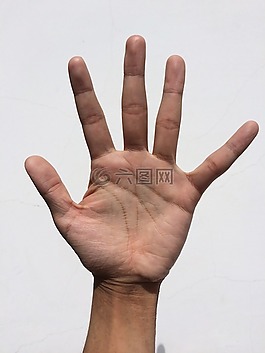 手掌,手,手指