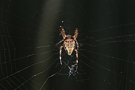 bug,數(shù)值調(diào)節(jié)鈕,web
