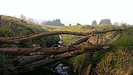 過獨(dú)身生活,水,木