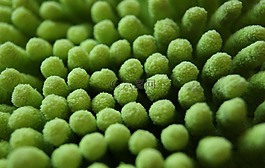 宏,掸,绿色
