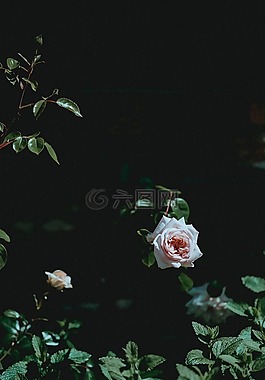 玫瑰,花,盛開
