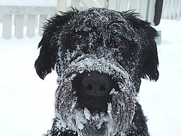 狗,冬天,雪