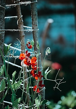 綠色,葉,花